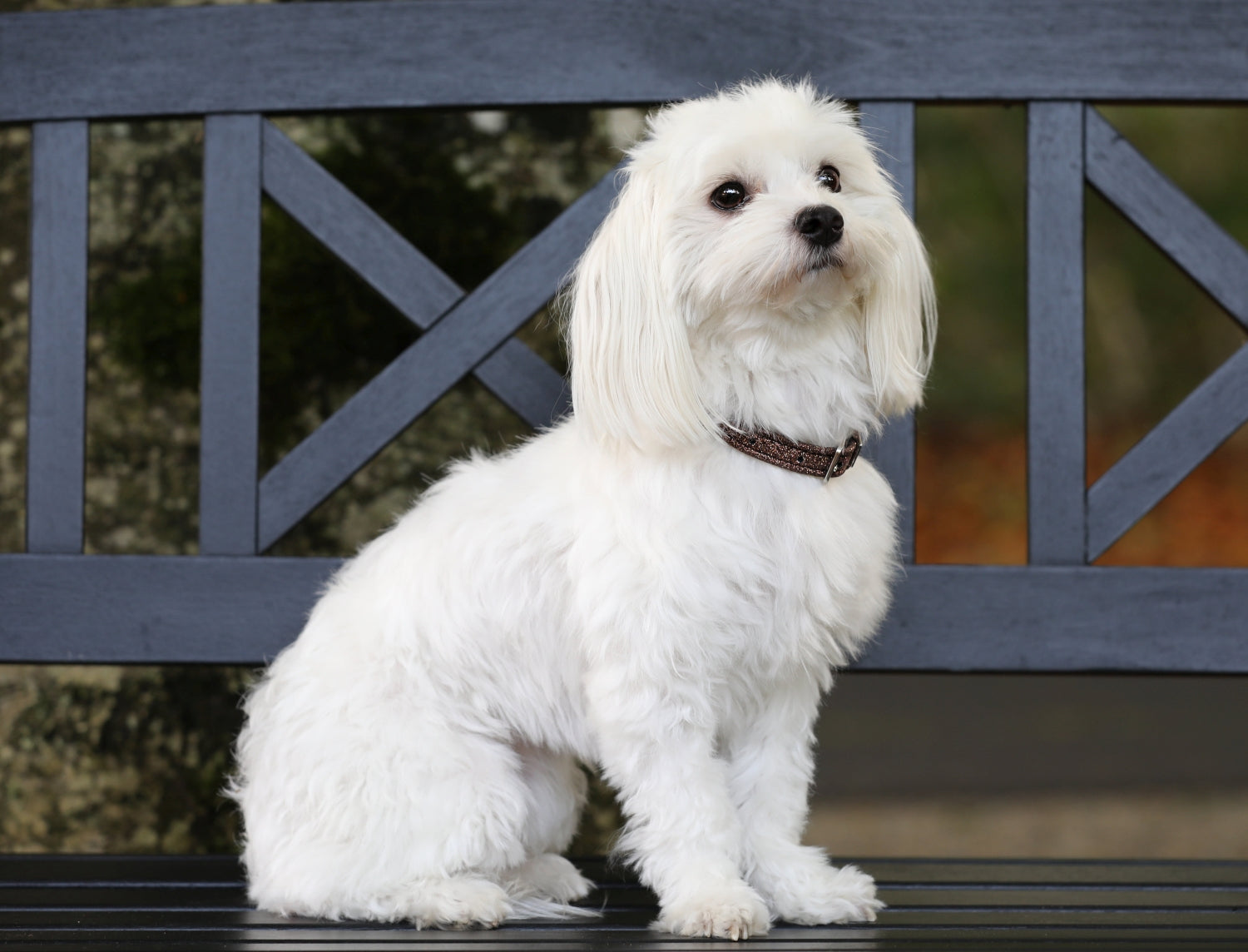 SD Design Hundehalsband Hollywood Glamorous dazzling chocolate