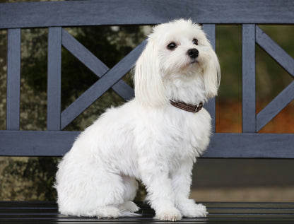 SD Design Hundehalsband Hollywood Glamorous dazzling chocolate