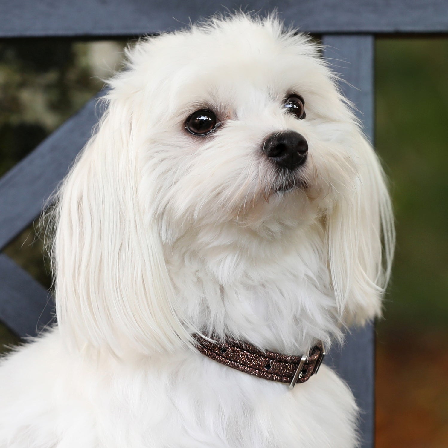 SD Design Hundehalsband Hollywood Glamorous dazzling chocolate