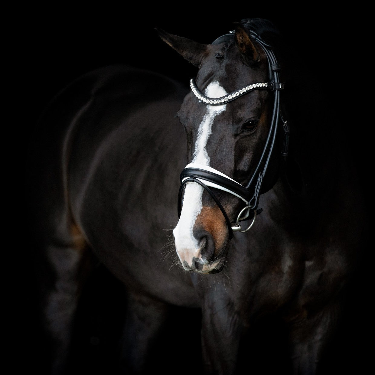 SD Design Bridle Duke de Niro II black round stitched white lined