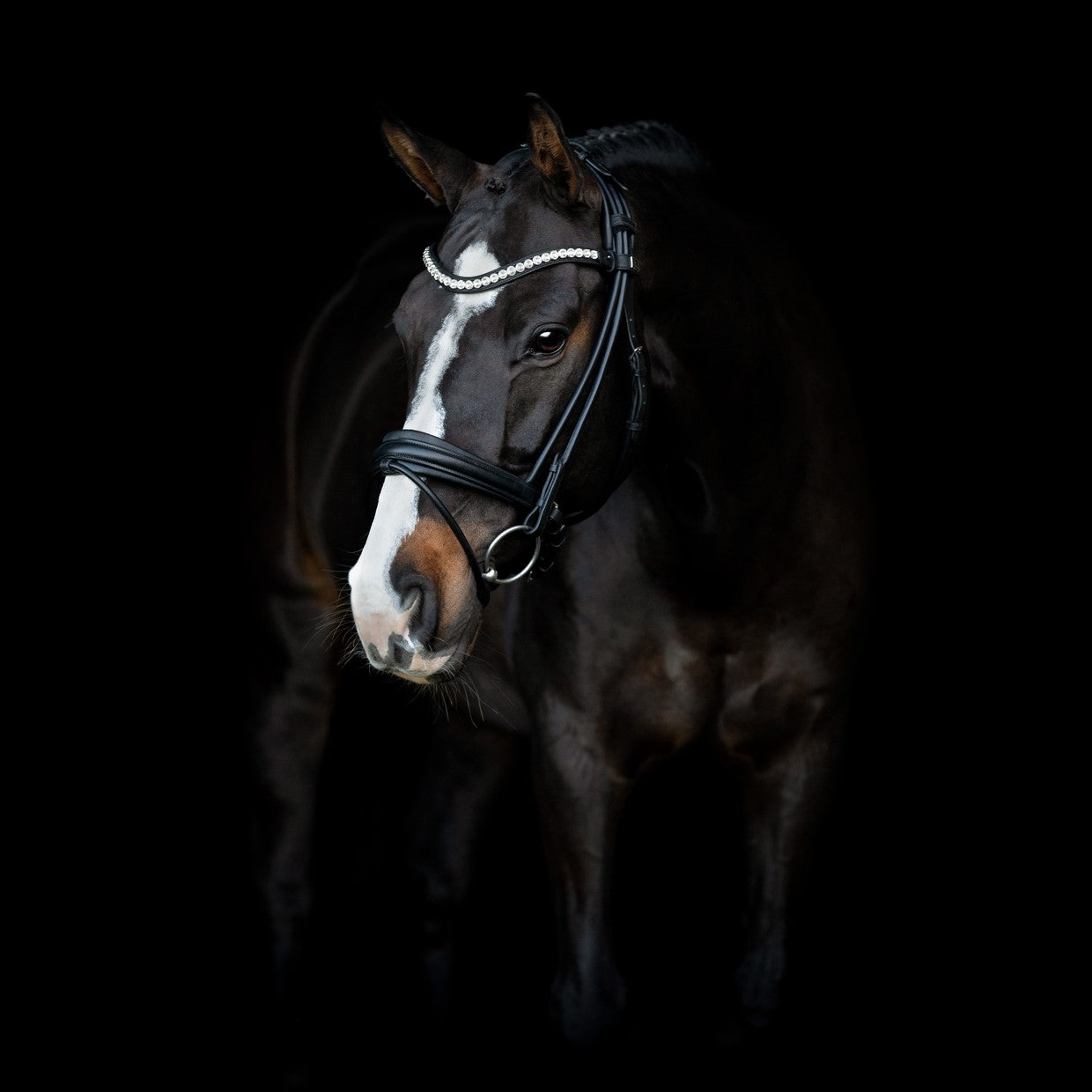 SD Design Bridle Duke de Niro II round stitched black