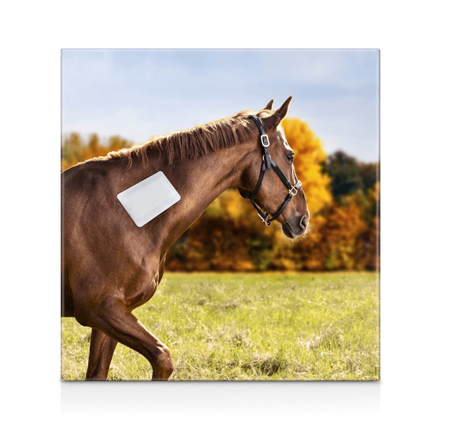 Snögg Animal Care Animal Polster Adhesive Foam Bandage selbstklebend 22 x 200 cm