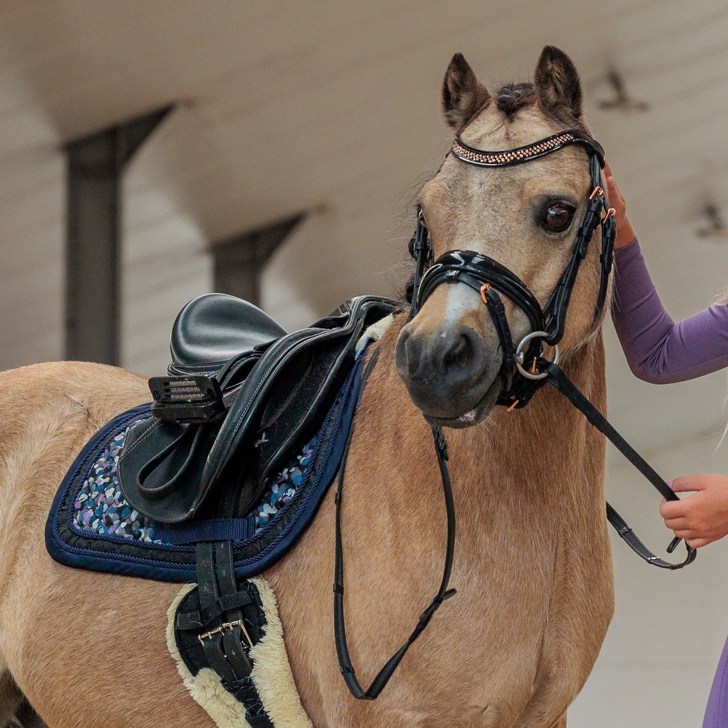 Imperial Riding Pony Bridle IRHPetit Black Rose patent black with rose gold fittings