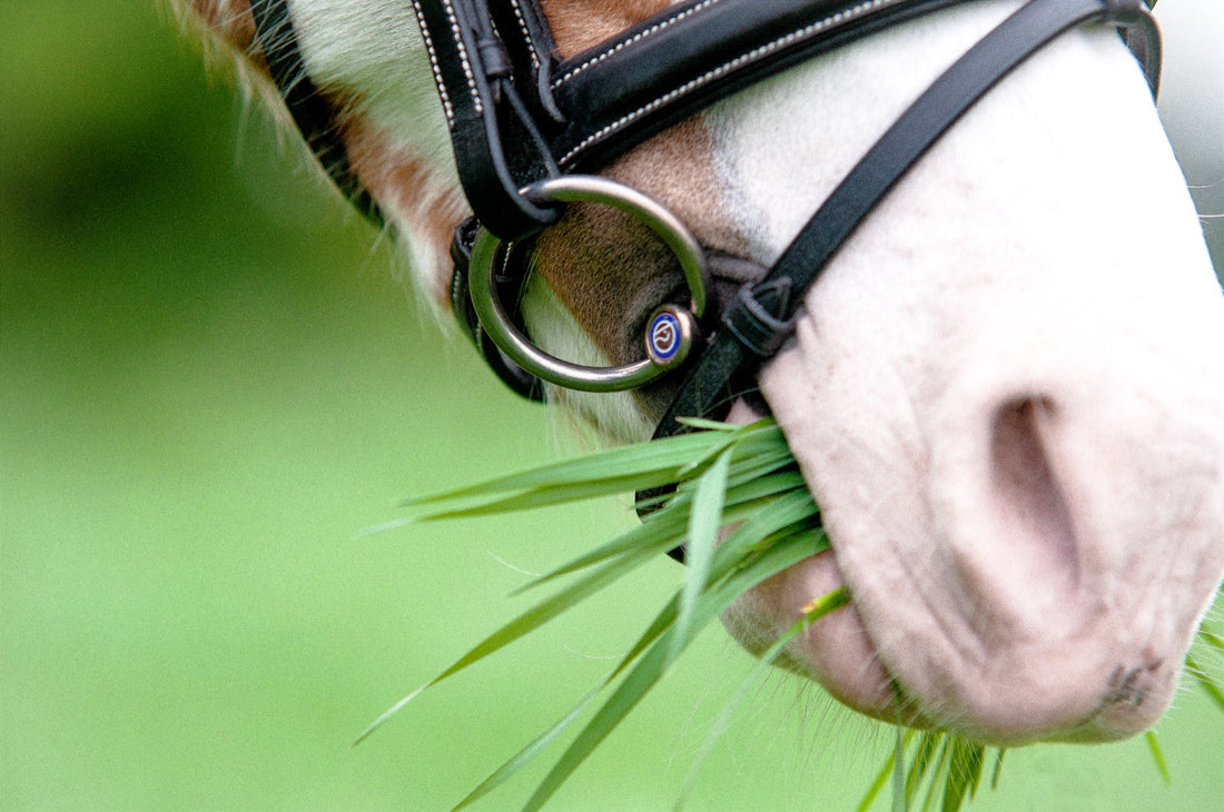 Trust Pony Gebiss Sweet Iron Wassertrense doppelt gebrochen