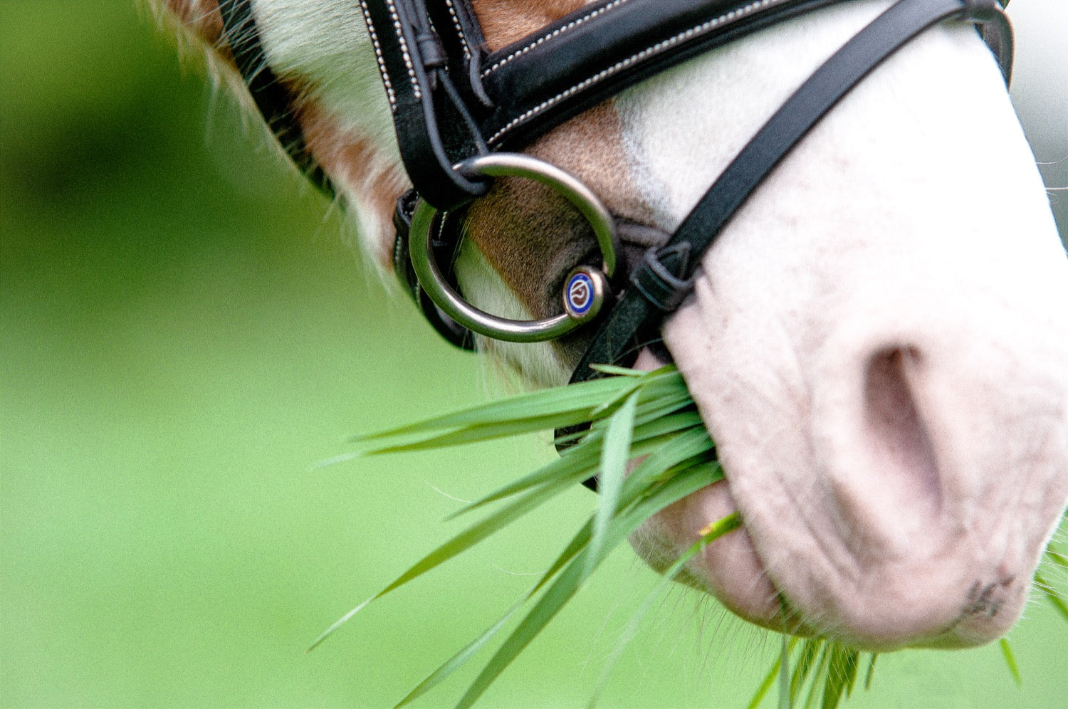 Trust Pony Bit Sweet Iron Loose Ring Snaffle Double Jointed