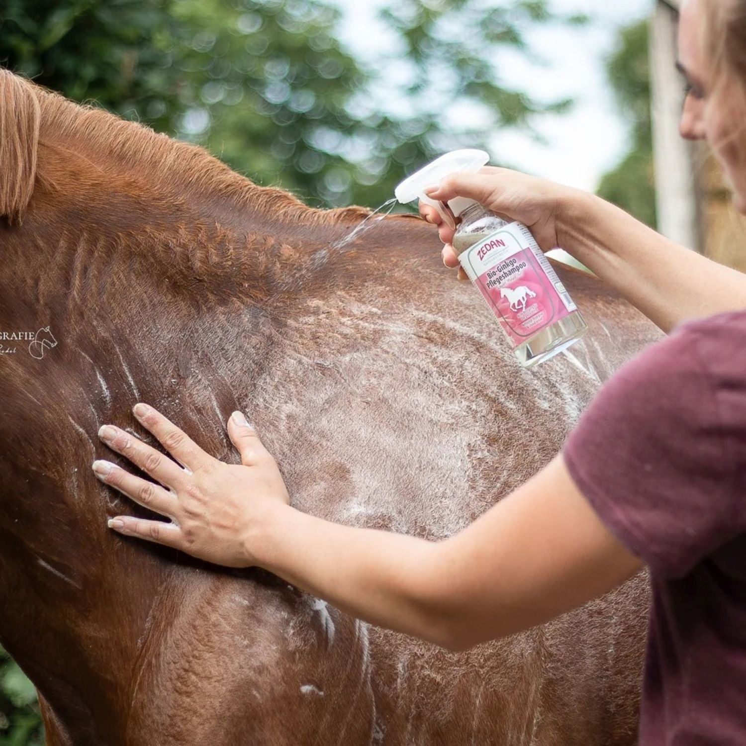 ZEDAN Bio-Ginkgo Shampoo für Schweif, Mähne und Fell