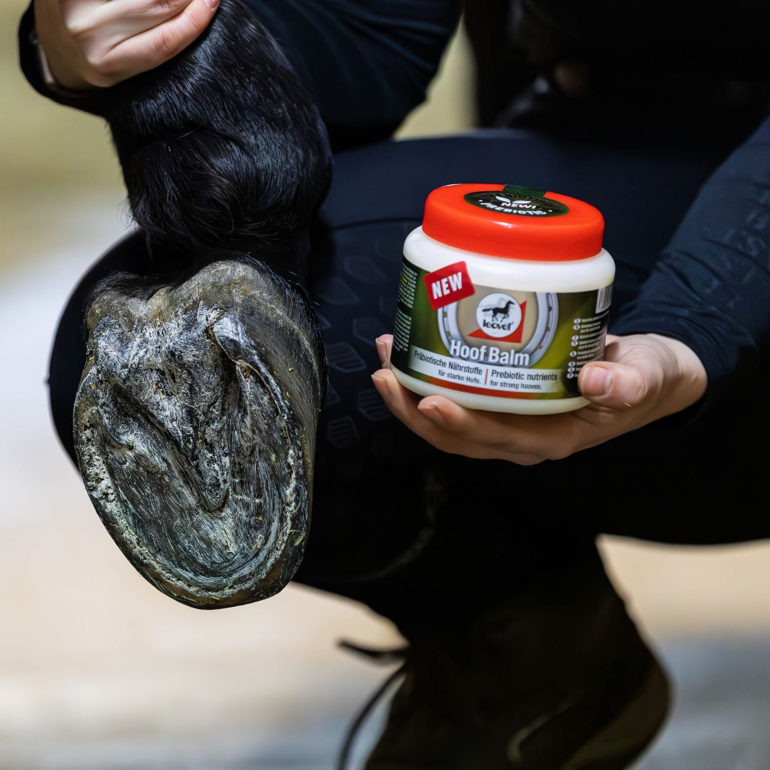 Authentisches Lifestyle-Anwendungsfoto, bei dem eine Reiterin den Hinterhuf ihres Pferdes anhebt, um den leovet hoof balm Hufbalsam gezielt auf die Hufsohle und den Strahl aufzutragen. Das Bild verdeutlicht die vom Hersteller empfohlene Anwendung auf dem ganzen Huf für ein optimales Feuchtigkeitsmanagement und Schutz des Hufhorns bei unterschiedlichen Haltungsformen und Bodenverhältnissen.
