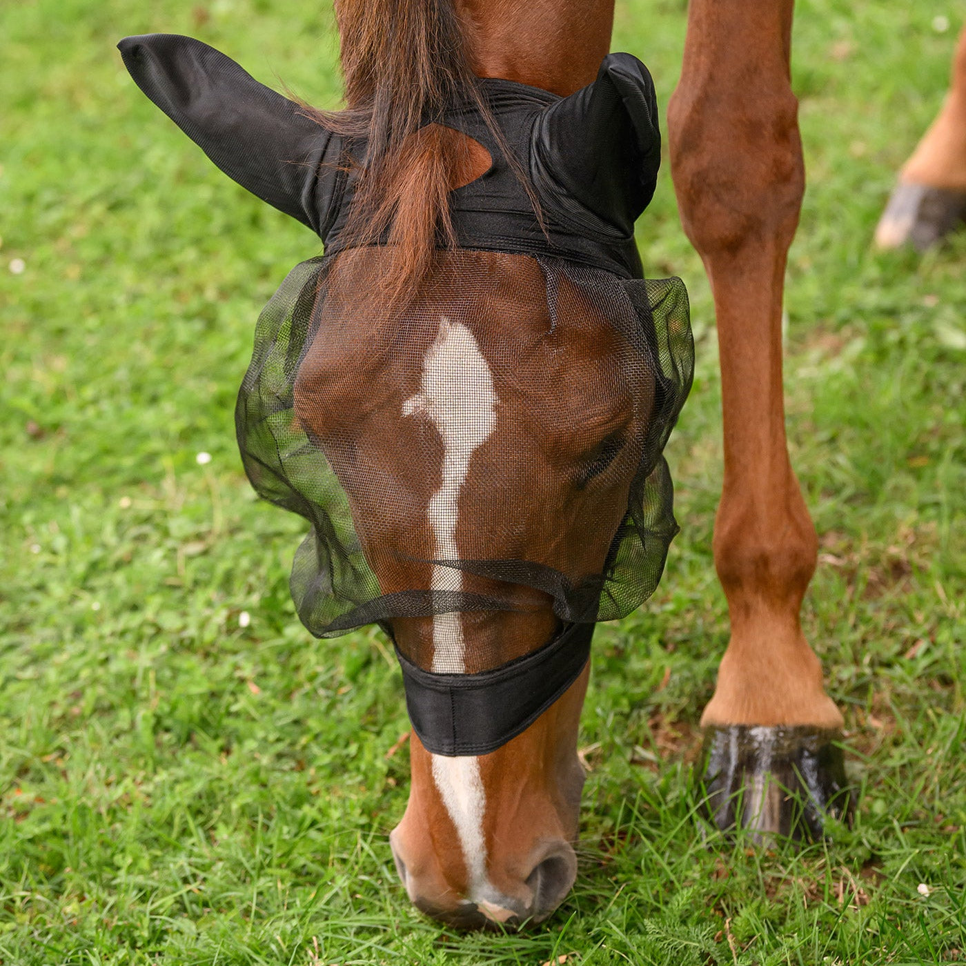 Ein grasendes Pferd mit gesenktem Kopf auf der Sommerkoppel trägt die schwarze Waldhausen Insektenschutzmaske Skinny. Gut sichtbar ist der praktische Schopfauslass für den Schopf. Das nach außen gewölbte Augennetz bietet viel Augenfreiheit, während das elastische Material für lückenlosen mechanischen Fliegenschutz an Augen und Ohren vor Kriebelmücken und Bremsen sorgt.