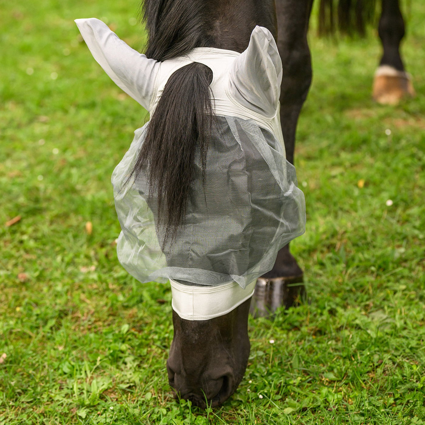 Ein grasendes Pferd mit gesenktem Kopf auf der Sommerkoppel trägt die silbergraue, helle Waldhausen Insektenschutzmaske Skinny. Gut sichtbar ist der praktische Schopfauslass für den Schopf. Das nach außen gewölbte Augennetz bietet viel Augenfreiheit, während das elastische Material für lückenlosen mechanischen Fliegenschutz an Augen und Ohren vor Kriebelmücken und Bremsen sorgt.