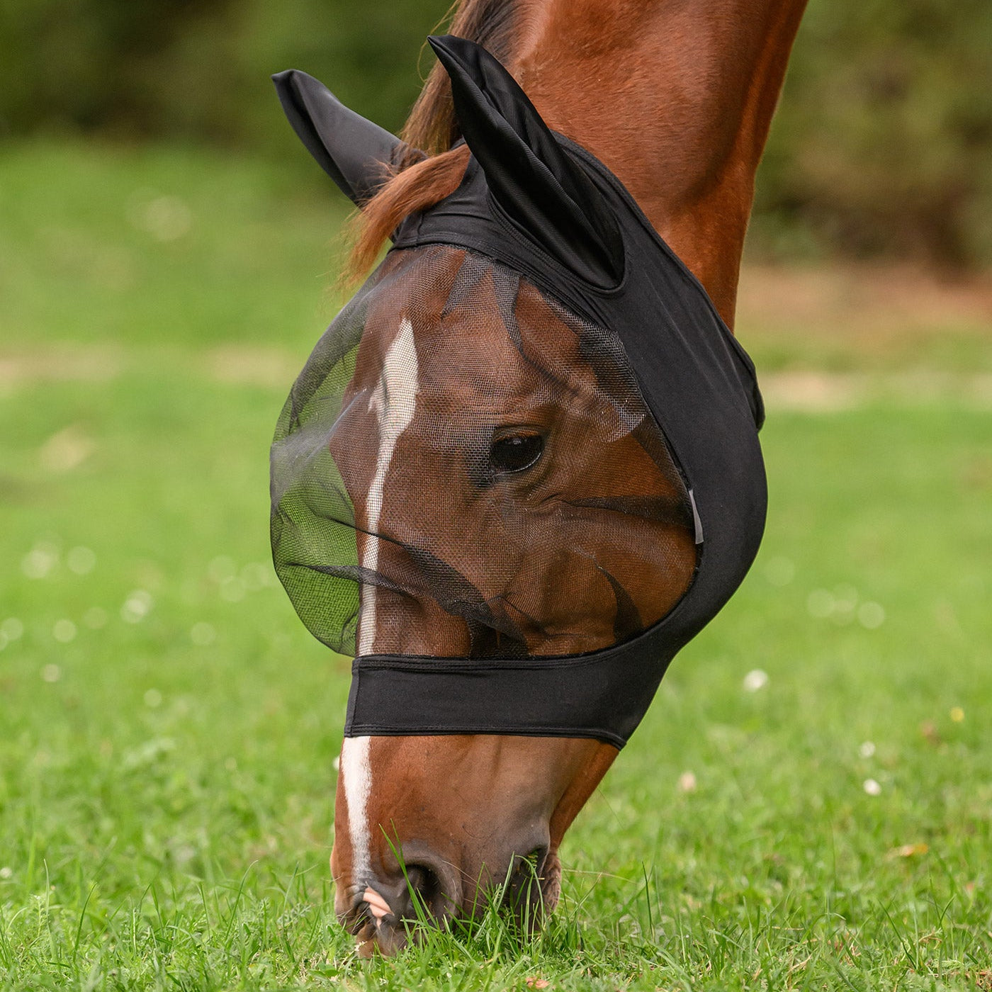Ein grasendes Pferd mit gesengtem Kopf auf einer Weide trägt die schwarze Waldhausen Fliegenmaske Skinny. Durch das große Augennetz mit Augenfreiheit, das bis zu den Ganaschen reicht, genießt es uneingeschränkte Rundumsicht beim Fressen. Dies sorgt beim Fluchttier Pferd für einen entspannten Weidegang. Der elastische Stoff an den Rändern sorgt für Stabilität und eine perfekte Passform, die nicht verrutscht.