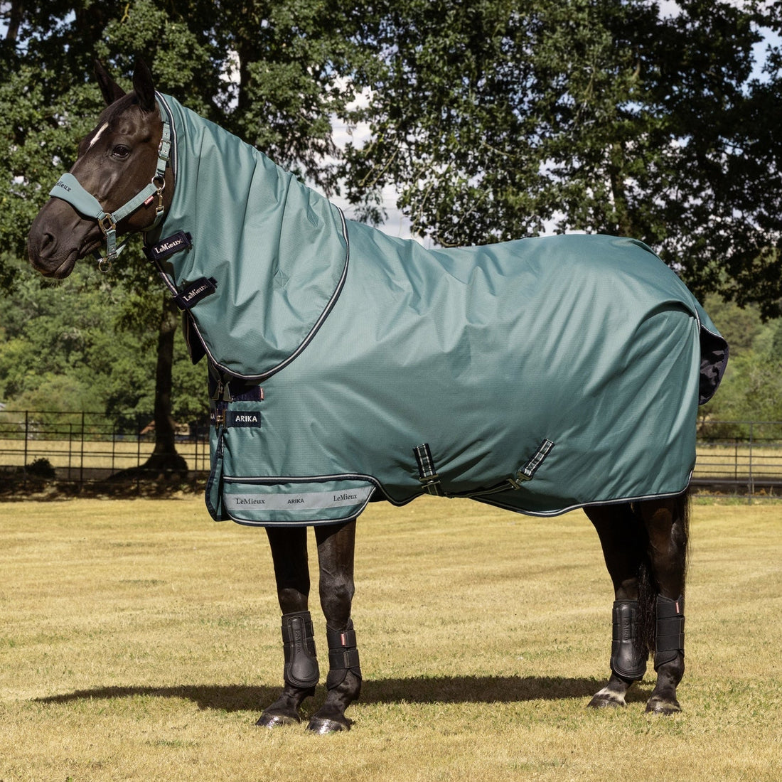 Schwarzes Pferd (Rappe) auf der Weide trägt die wasserdichte LeMieux Arika Ripstop Weidedecke 0 g in der Trendfarbe Aloe mit abnehmbarem Halsteil. Die grüne 600D Outdoordecke schützt bei wechselhaftem Wetter und bietet durch den patentierten zweiteiligen Saum perfekte Passform sowie maximale Bewegungsfreiheit. Ideal als atmungsaktive Regendecke, Paddockdecke und Übergangsdecke für Pferd und Pony.
