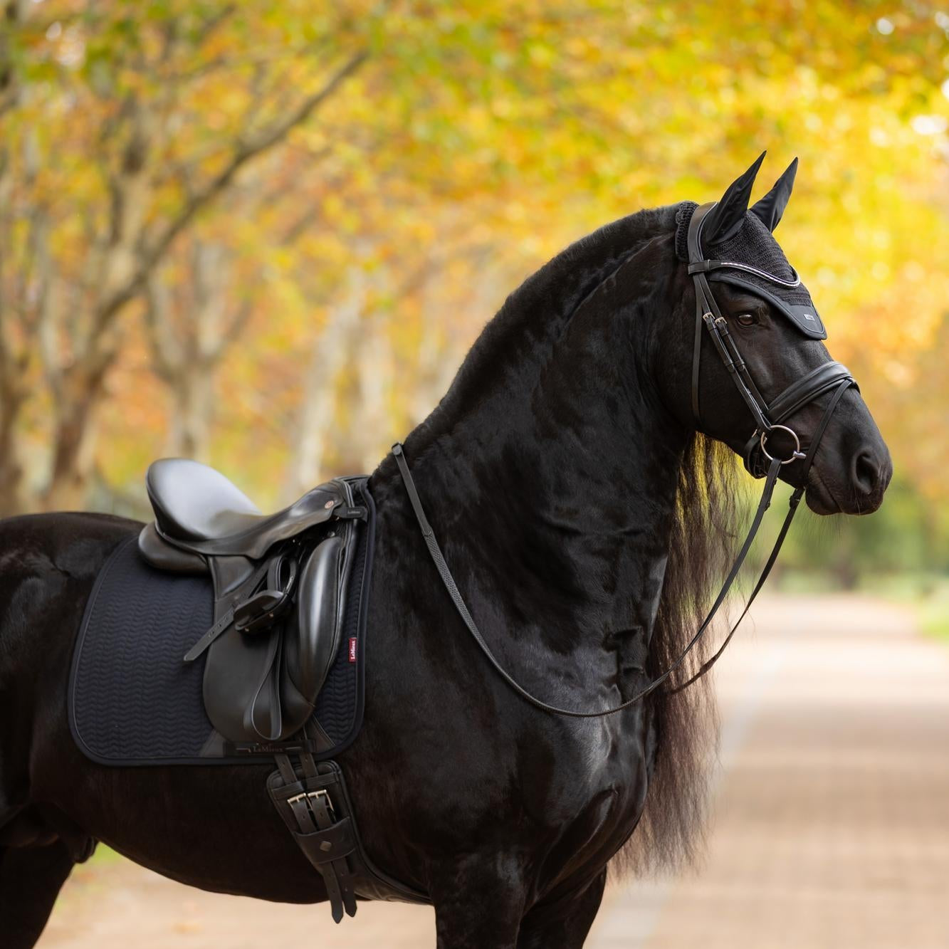 Seitenansicht der LeMieux Essence Dressurschabracke in Schwarz auf einem Rappen. Das Bild unterstreicht die edle Silhouette für das Dressurreiten und die funktionale Überlegenheit durch den 3D-Mesh-Wirbelkanal. Die hochwertige Softshell-Oberfläche ist ideal bestickbar für individuelle Logos oder Namen und bietet in Kombination mit der Chevron-Steppung eine perfekte Mischung aus zeitloser Ästhetik und technischer Funktion für anspruchsvolles Training.