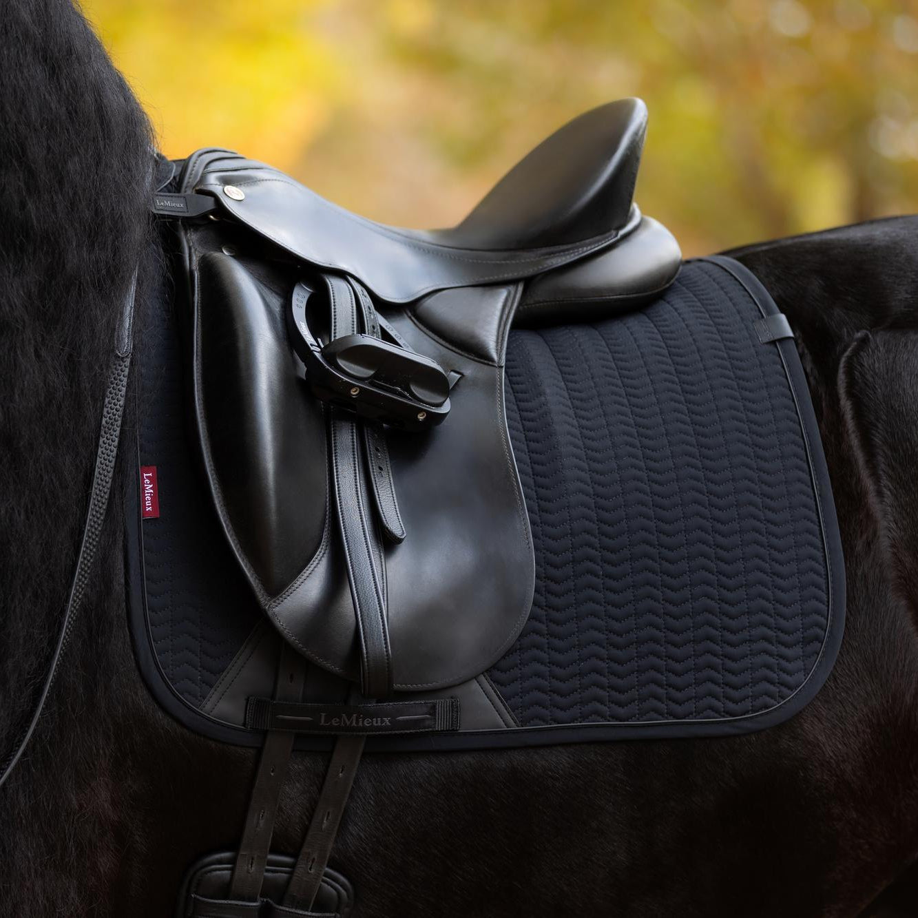 Nahaufnahme der schwarzen LeMieux Essence Dressurschabracke (Black) auf einem Rappen unter einem modernen Dressursattel. Das edle Chevron-Muster und der schützende PU-Leder-Bereich mit dem innovativen Gurtverriegelungssystem sind deutlich sichtbar. Diese Technik verhindert Verrutschen, Faltenbildung und Reibung des Sattelgurtes. Oben sichert die elastische D-Ring-Befestigung die Schabracke vor dem Hineinziehen in die Sattelkammer.