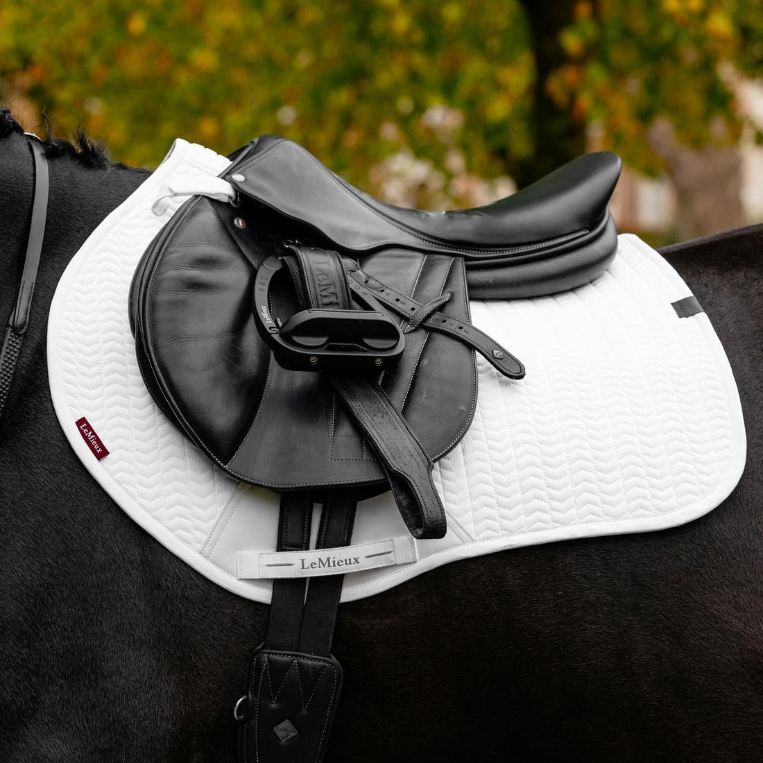 ie weiße LeMieux Essence Turnierspringschabracke im strahlenden Kontrast auf einem schwarzen Rappen unter einem modernen Springsattel. Die Aufnahme zeigt die optimale Sattellage durch die kurze D-Ring-Befestigung und das Gurtverriegelungssystem, das ein Verrutschen der Schabracke unmöglich macht. Der robuste PU-Leder-Schutz verhindert Faltenbildung und Reibung durch den Sattelgurt im Parcours oder im Gelände.