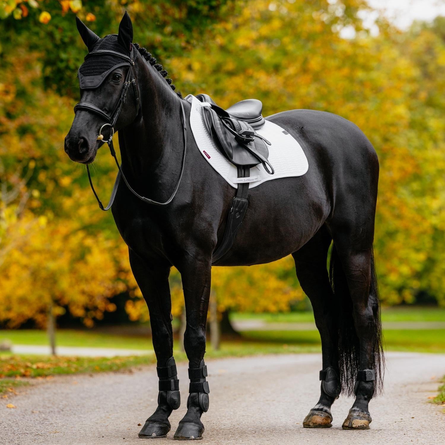 Das startbereite schwarze Springpferd (Rappe) im perfekt kombinierten LeMieux Turnieroutfit. Die strahlend weiße Essence Eurojump Schabracke bildet einen stimmigen Kontrast zur passenden schwarzen Essence Fliegenhaube. Das Set strahlt Präzision, Funktion und zeitloses Design aus, einsatzbereit für die nächste Prüfung auf dem Springturnier oder Vielseitigkeitsturnier.