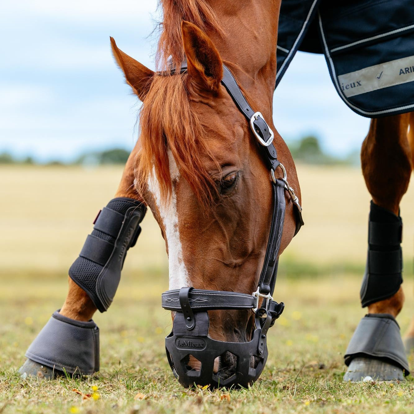 Ein Fuchs-Pferd steht während des Weidegangs im Gras und trägt den schwarzen LeMieux Weidemaulkorb Noma. Die Fressbremse ist hier sicher, passgenau und komfortabel an einem hochwertigen LeMieux Lederhalfter befestigt.