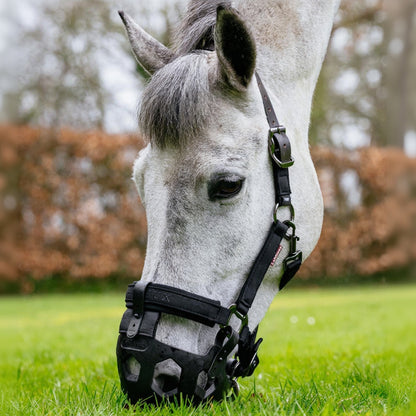 Kopf eines Schimmels beim Grasen mit der schwarzen LeMieux Fressbremse Noma, befestigt an einem klassischen Textilhalfter. Idealer Weidemaulkorb für die Weidesaison und Pferde-Diät, für kontrollierte Futteraufnahme. Weidespaß ohne Einschränkung mit dem LeMieux Noma Grazing Muzzle in Schwarz.