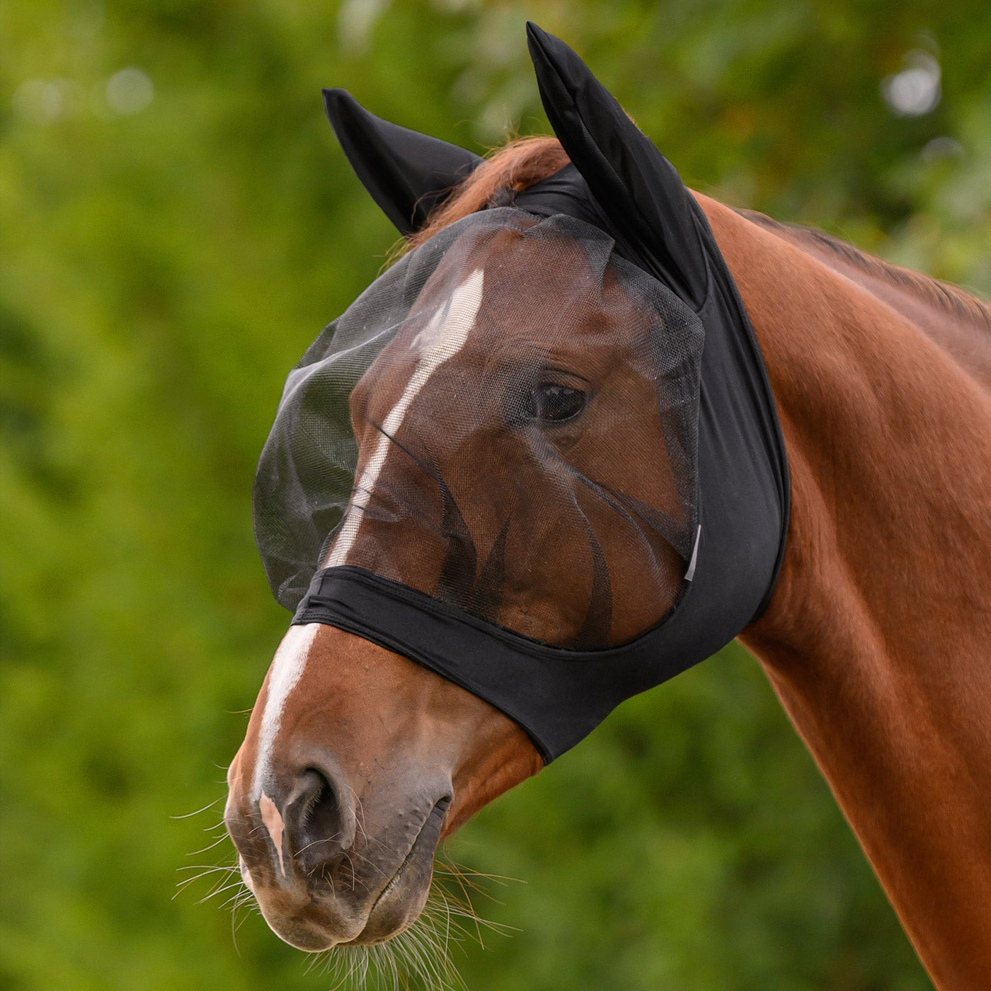 Ein Pferd trägt die schwarze Waldhausen Fliegenmaske Skinny auf einer grünen Sommerweide. Die elastische Maske sitzt kopfnah und stabil am Pferdekopf, ohne das Tier zu stören. Durch das großzügige Augennetz mit Augenfreiheit genießt das Pferd eine gute Rundumsicht, während der Ohrenschutz mechanisch vor Fliegen und Kriebelmücken schützt.