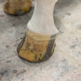 Kevin Bacon’s Liquid Hoof Dressing Lorbeeröl zur Hufpflege