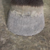 Kevin Bacon’s Liquid Hoof Dressing Lorbeeröl zur Hufpflege