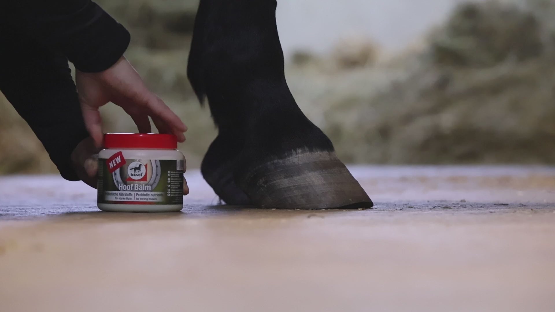 Anwendungsvideo zur optimalen Pferdepflege: Eine Reiterin öffnet den hellen, cremigen leovet Hoof Balm Präbiotisch und zeigt das richtige Auftragen des Hufbalsams mit einem Pinsel. Der präbiotische Balsam wird auf die Hufwand, den Kronrand, die Hufsohle, die weiße Linie und den Strahl aufgetragen, um den gesamten Pferdehuf mit einer pflegenden Schutzbarriere gegen äußere Einflüsse zu umhüllen.