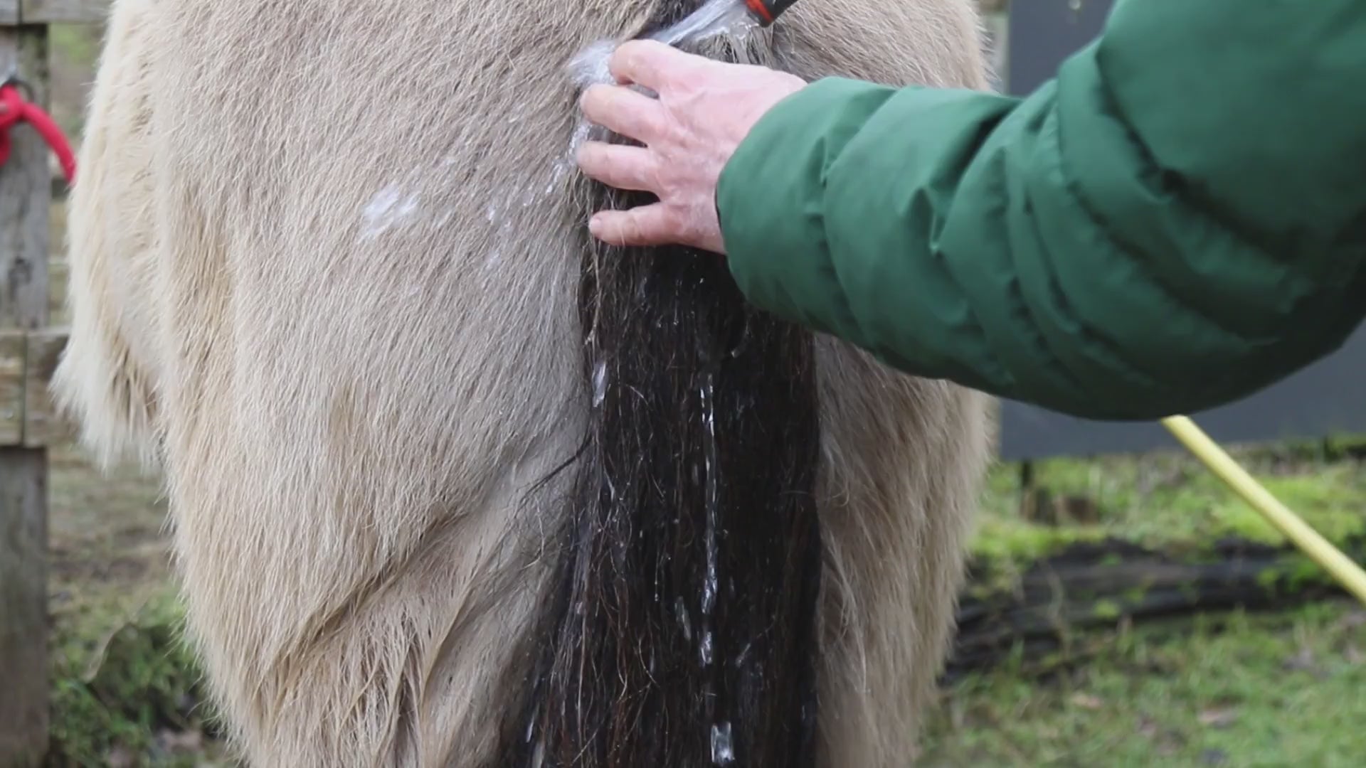 Leovet SOS Hautpflege Shampoo bei Milben