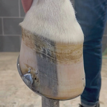 Kevin Bacon’s Liquid Hoof Dressing Lorbeeröl zur Hufpflege