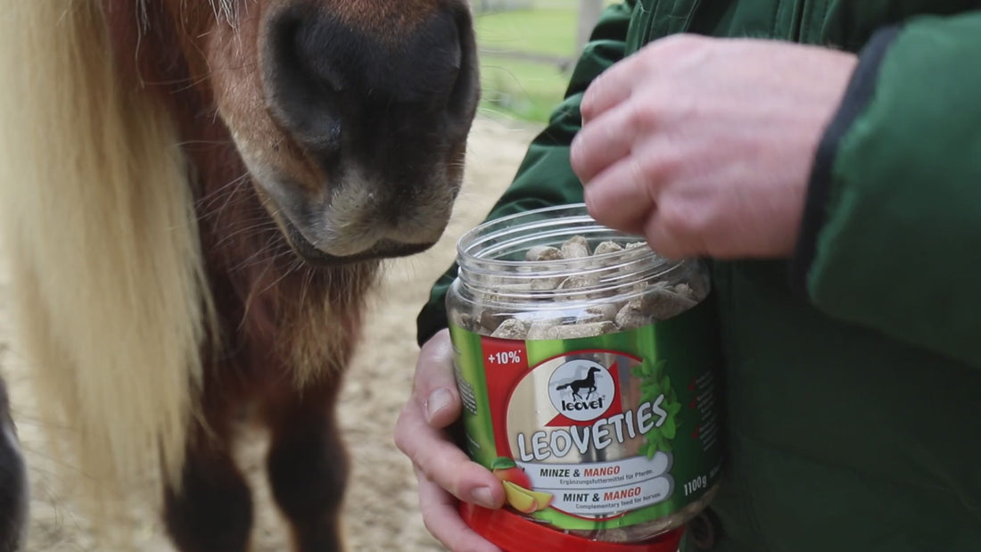 Verfütterung der Leckerlis Leoveties Minze &amp; Mango aus dem geöffneten Eimer per Hand an Ponys und Pferde. Pferdenasen riechen die Leckerlis von leovet und kommen nah an die Person heran um Leoveties Leckerlies zu bekommen. Es sind nur die Pferdenasen und die Hände der Person zu erkenen , sowie die Dose der Leoveties. Die Leckerchen werden von der flachen Hand verfüttert und die Pferde fressen diese sofort. Die Pferde sind schwarz und braun. Die Person hat eine grüne Jacke an. Im Hintergrund sieht man Weide.