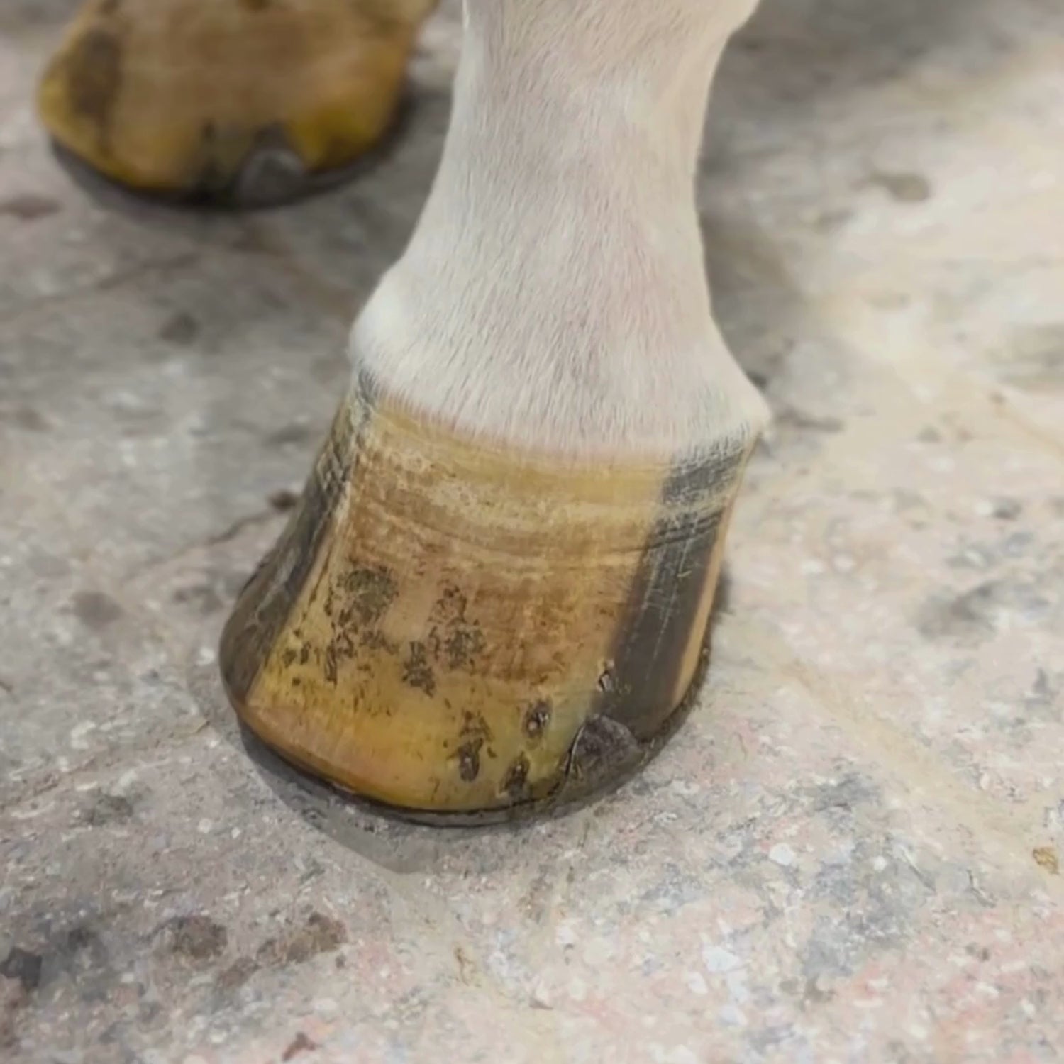 Kevin Bacon’s Liquid Hoof Dressing Lorbeeröl zur Hufpflege