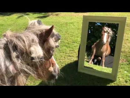 NAF Pimp My Pony Shampoo ist perfekt für einen Wellnesstag deines Pferde oder Ponys. Emma Massingale und ihre Ponys zeigen das NAF Premium-Pferdepflege-Shampoo in der Anwendung auf eine humorvolle Art. Pferdepflege mit NAF macht allen Reiterinnen, Pferdebesitzern und Pferdefreunden Spaß. Ergebnis: Blitzblanke Ponys durch das pinke Shampoo Pimp My Pony!