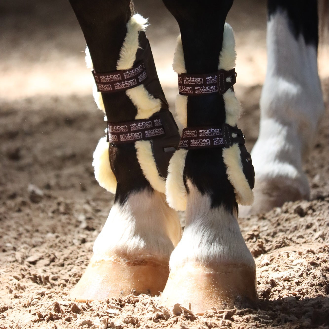 Detailaufnahme der Pferde-Vorderbeine beim Training auf Sandboden: Die stoßabsorbierende TPE-Hartschale der Stübben Hybrid Gamaschen schützt Sehnen und Fesselkopf effektiv vor Schlägen. Das weiche Fleece-Futter verhindert Sand-Eintritt, während die Belüftungsschlitze Hitzestau bei intensiver Beinarbeit oder beim Springen verhindern.