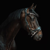 Anatomische Stübben Trense Freedom II in Schwarz mit Crystal-Stirnband, kombiniert mit der Stübben Schenkeltrense 2273 (2 in 1) im Maul des braunen Pferdes. Die Studio-Seitenansicht zeigt das nach hinten versetzte Genickstück mit weichem Polster für freie Ohrmuskeln sowie das gemeinsame Backenstück für Reithalfter und Gebiss zur Entlastung der Backenzähne.