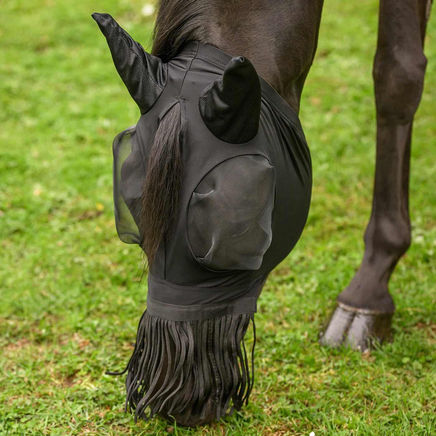 Frontansicht eines grasenden Pferdes mit der schwarzen Waldhausen Fliegenmaske Puck mit Nasenfransen. Das unauffällige Schwarz integriert sich optisch perfekt im Herdenverband. Gut zu sehen sind alle Details für mechanischen Fliegenschutz im Sommer: der Schopfauslass, das transparente Netz für weite Sicht mit viel Augenfreiheit, der Mesh-Ohrenschutz, lange Fliegenfransen und das eng anliegende, elastische Material, das Insekten dank optimaler Passform das Eindringen erschwert.
