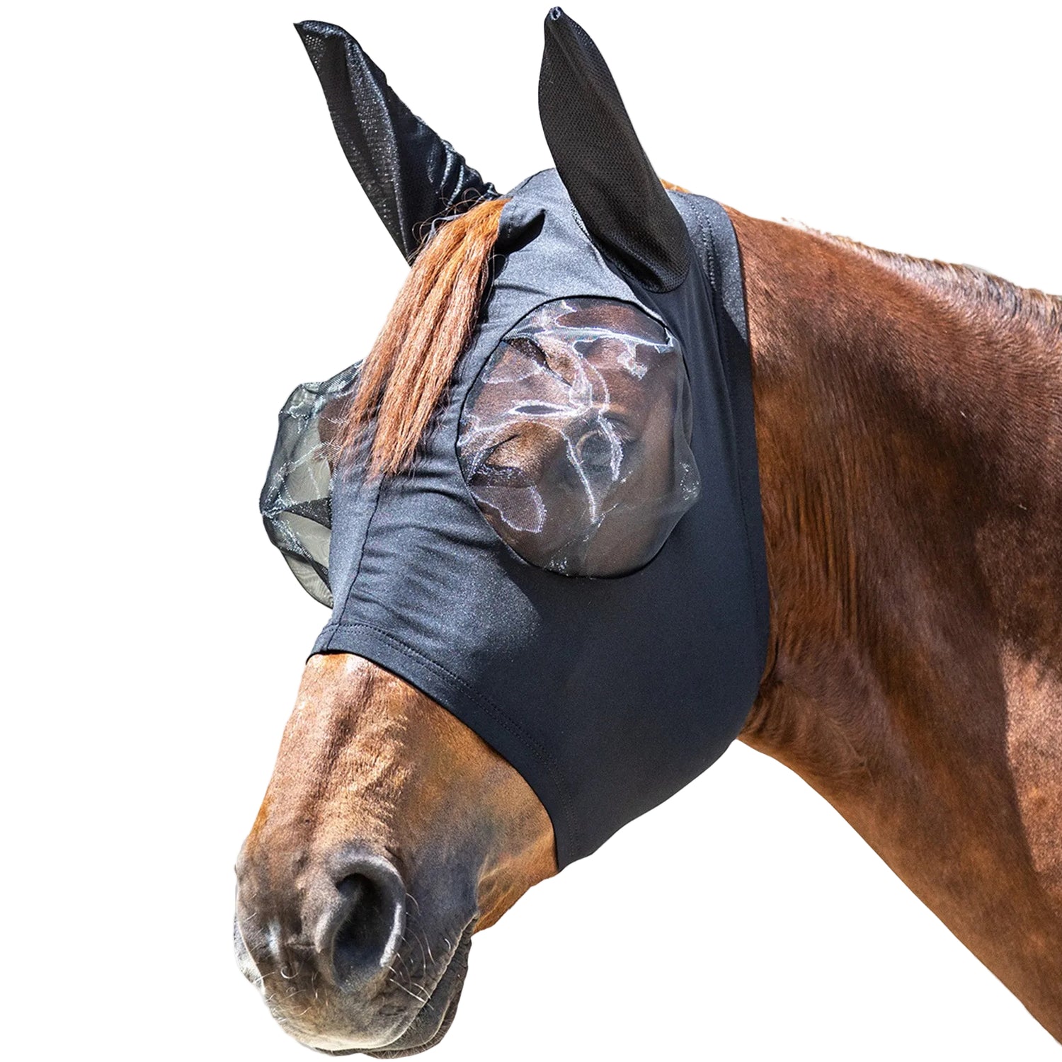 Eng anliegende Waldhausen Fliegenmaske Puck in klassischem Schwarz, getragen am Pferd vor weißem Hintergrund. Die kopfnahe Fliegenschutzmaske erschwert Insekten das Stechen und bietet dem Fluchttier dank eines stabilen, nach außen gebogenen Netzes große Augenfreiheit und ein freies Sichtfeld auf der Weide. Durchdachter Ohrenschutz aus luftigem Meshmaterial ermöglicht freies Ohrenspiel, während der Schopfauslass für üppiges Haar durch natürliche Bewegung Bremsen mechanisch abwehrt.