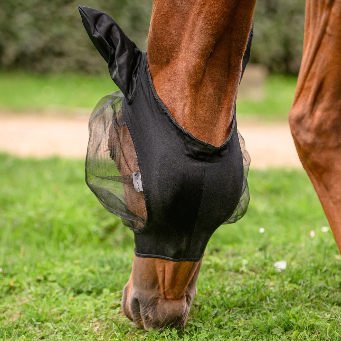 Grasendes Pferd mit gesenktem Kopf und der schwarzen Waldhausen Fliegenmaske Skinny. Sichtbar ist der Bereich von Ganaschen und Kehle, der komplett ohne Klettverschluss oder Reißverschluss auskommt. Das elastische Material sorgt für eine stabile Passform am Pferdekopf. Verfügbar in den Größen Shetty, Pony, Vollblut, Warmblut und Warmblut Extra (Kaltblut) bei ePony Reitsport.