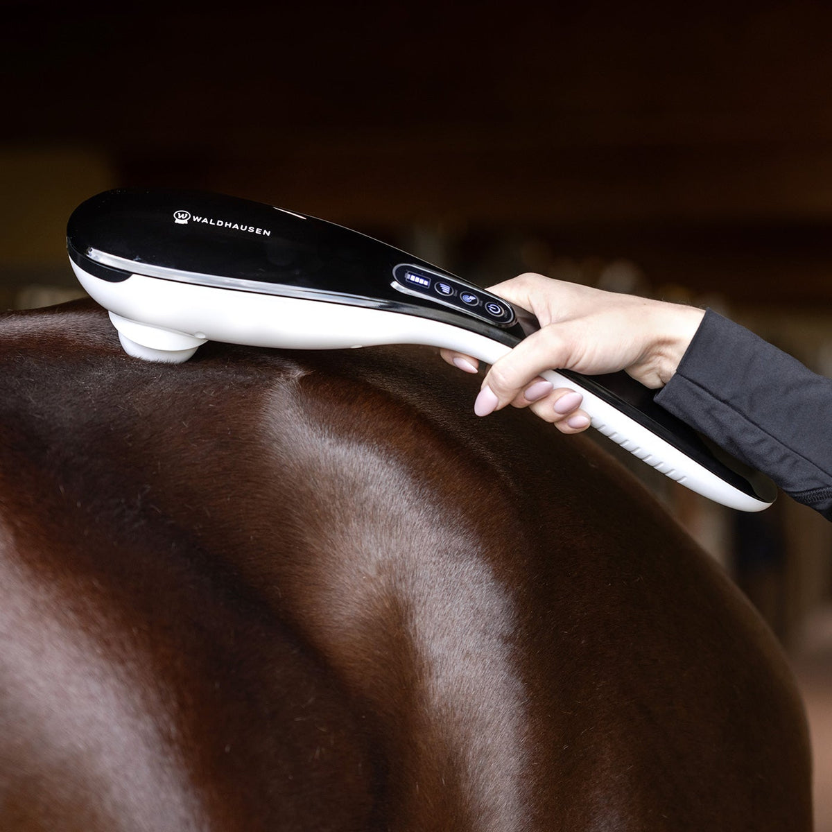 Sanfte Pferdemassage mit dem kabellosen Waldhausen Health + Care Massagegerät GO-Anywhere (Super Dandy) am Pferderücken: Das Akku-Pferdemassagegerät wird mit dem glatten weißen Kugelaufsatz einhändig geführt – ideal für flächige Entspannungsmomente und Pferdewellness vor oder nach dem Training.