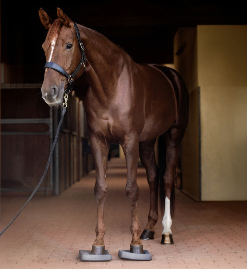 Ganzkörperansicht beim Training mit den Waldhausen Health + Care Balance Pads: Ein fuchsfarbenes, beschlagenes Pferd steht entspannt in der Stallgasse mit beiden Vorderhufen auf den grauen Schaumstoff-Pads auf ebenem Pflasterboden, um Gleichgewicht, Körperwahrnehmung und Tiefenmuskulatur im Alltag schonend zu trainieren.