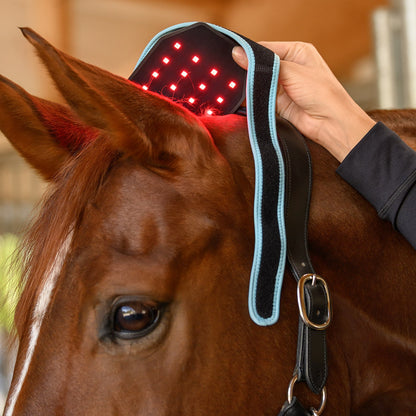 Platzieren des Waldhausen Health + Care Infrared FlexPads am Pferdekopf: Eine Hand führt das flexible Band mit der aktiven, rot leuchtenden LED-Fläche (660 nm und 850 nm) vorsichtig unter das Lederhalfter im Genickbereich hinter den Pferdeohren. Der ergonomische Befestigungsstrap mit Klettverschluss ermöglicht die einfache Fixierung am Halfter für die gezielte Wärmebehandlung und Vibrationsmassage vor dem Training oder als Pflegeritual.