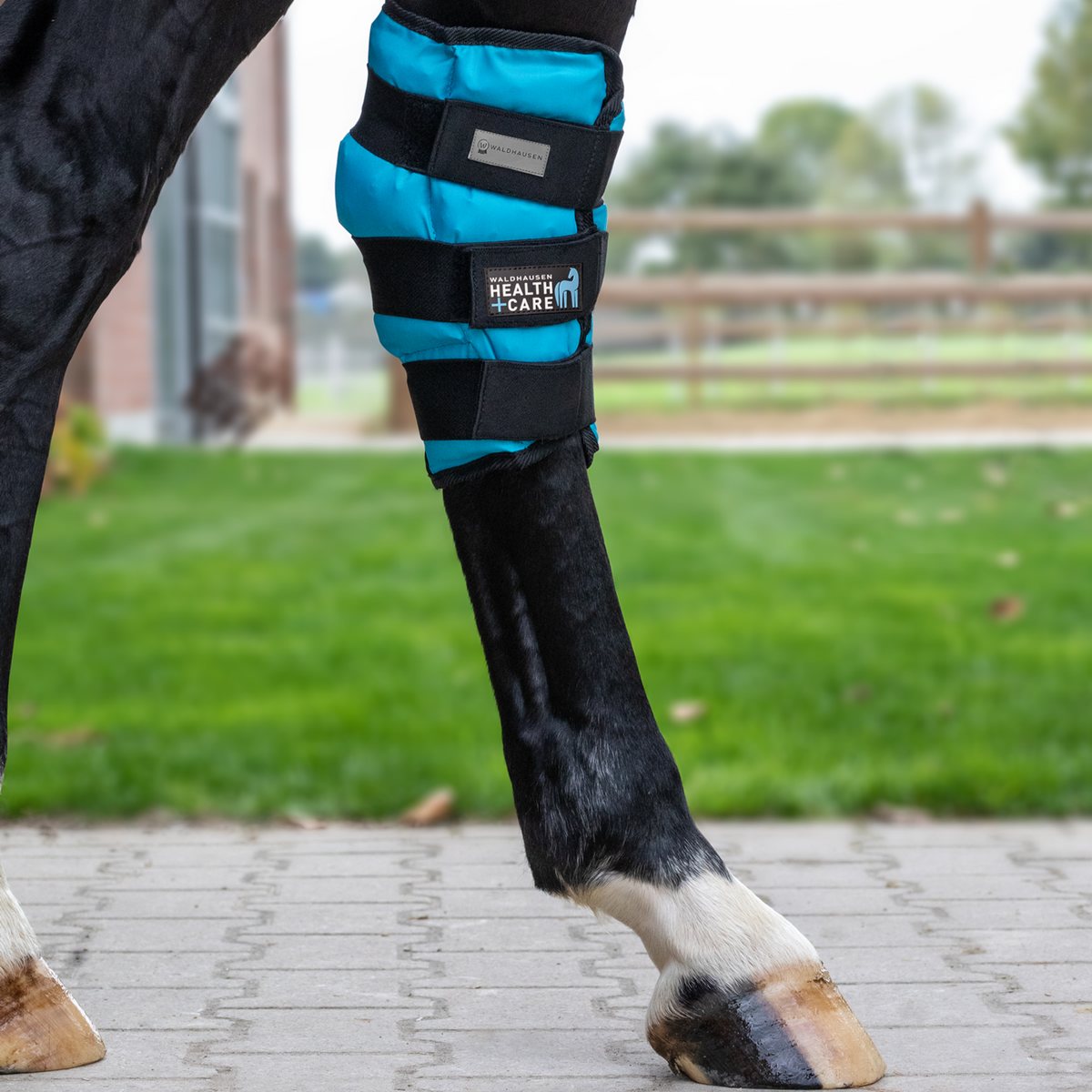 Waldhausen Health + Care Sprunggelenks-Kühlgamasche Gel in Petrol am Hinterbein eines Pferdes in der Gesamtansicht zur gezielten Kühlung von Gelenk und Sehnen.