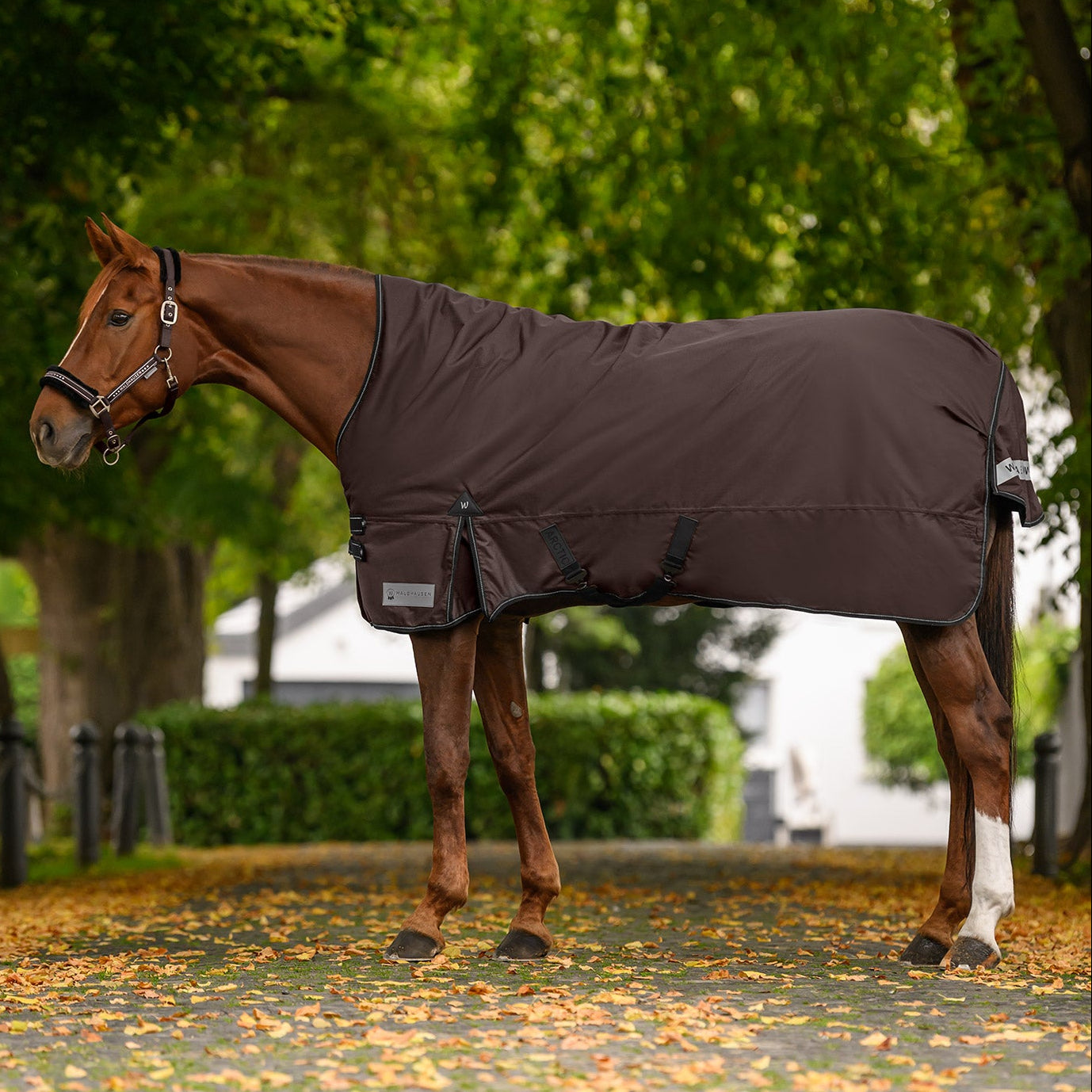Seitenansicht der Waldhausen-Outdoordecke Arctic High Neck Light mit 0 g in der Trendfarbe Espresso auf einem Fuchs. Die wasserdichte Regendecke (3.000 mm Wassersäule)  mit höher geschnittenem Hals aus robustem 600D-Ripstop-Gewebe bietet eine ideale Passform, Schutz vor Wind und Nässe sowie reflektierende Details am Schweiflatz. Perfekt als Regendecke und flexibel erweiterbar über das Waldhausen-Clip-In-System.