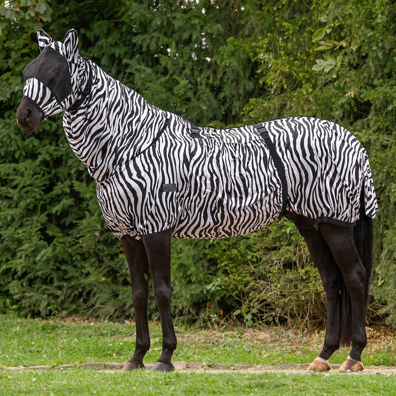 Foto eines Pferdes, das die gestreifte, atmungsaktive Waldhausen Ekzemerdecke Zebra Premium in Schwarz-Weiß korrekt trägt und komplett körpernah abgedeckt ist. Gehfalte sowie die elastischen Einsätze im Brust- und Halsbereich. Die Decke bietet mechanischen Fliegenschutz vor Kriebelmücken, wobei Mähnenkamm und Bauch durch das feste Halsteil und den breiten Bauchlatz vollständig abgedeckt sind. Ideal für Isländer, Ponys und nordische Rassen.