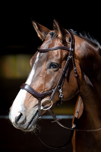 Harry's Horse Trense Release braun