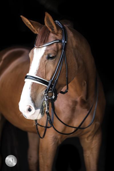 LJ Leathers Kandare Pro Selected Serrena Lack schwarz rundgenäht weiß unterlegt